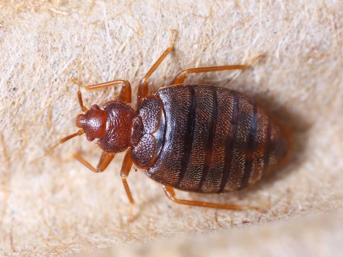 bed bug control singapore