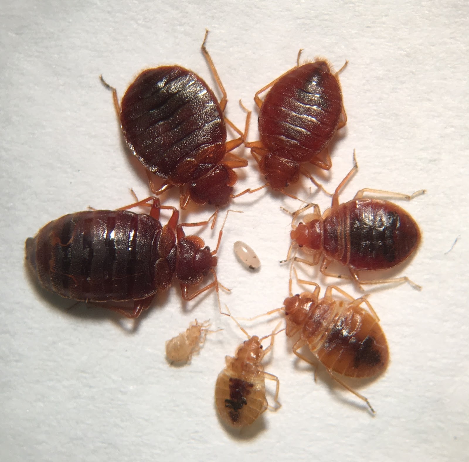Ensuring green and safer methods to remove bed bugs
