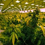 weed delivery toronto