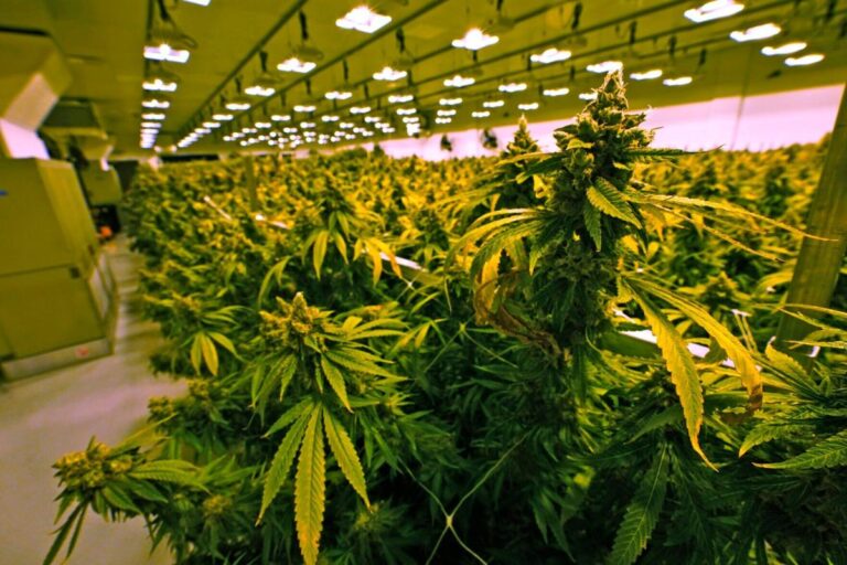 weed delivery toronto