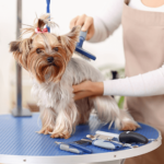 Pet Grooming Service