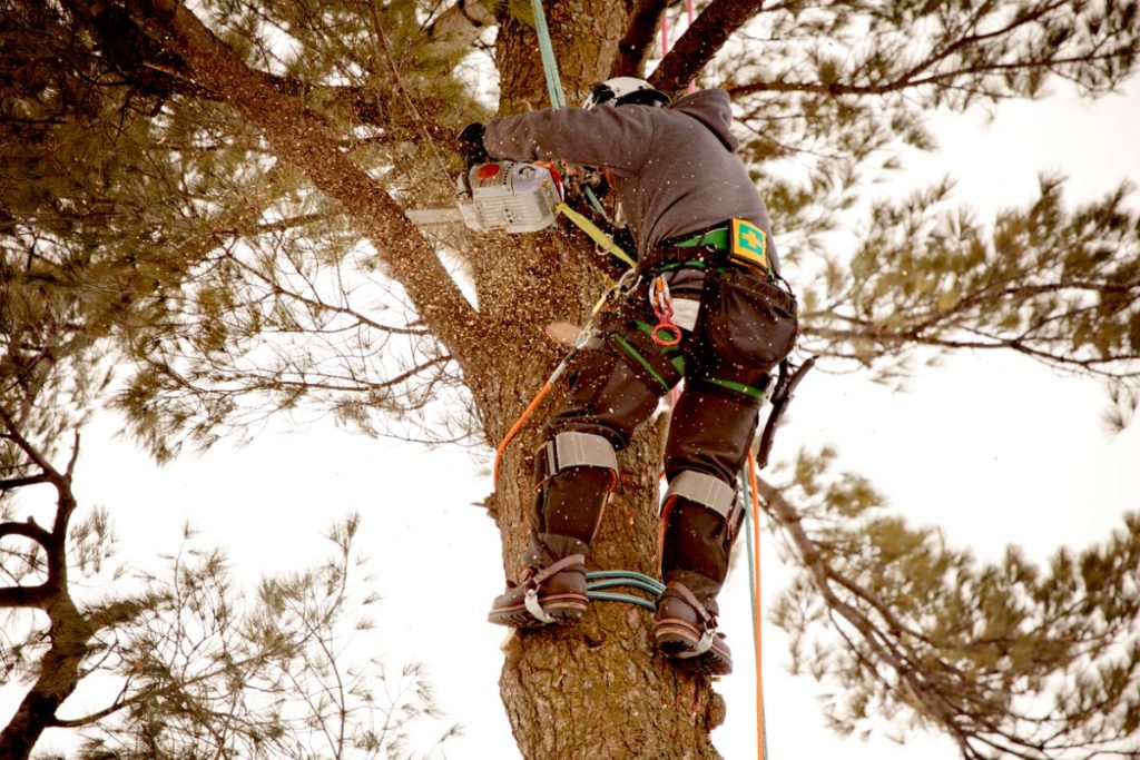 Experience the Excellence of Arborist Tree Trimming Services