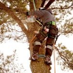 Experience the Excellence of Arborist Tree Trimming Services
