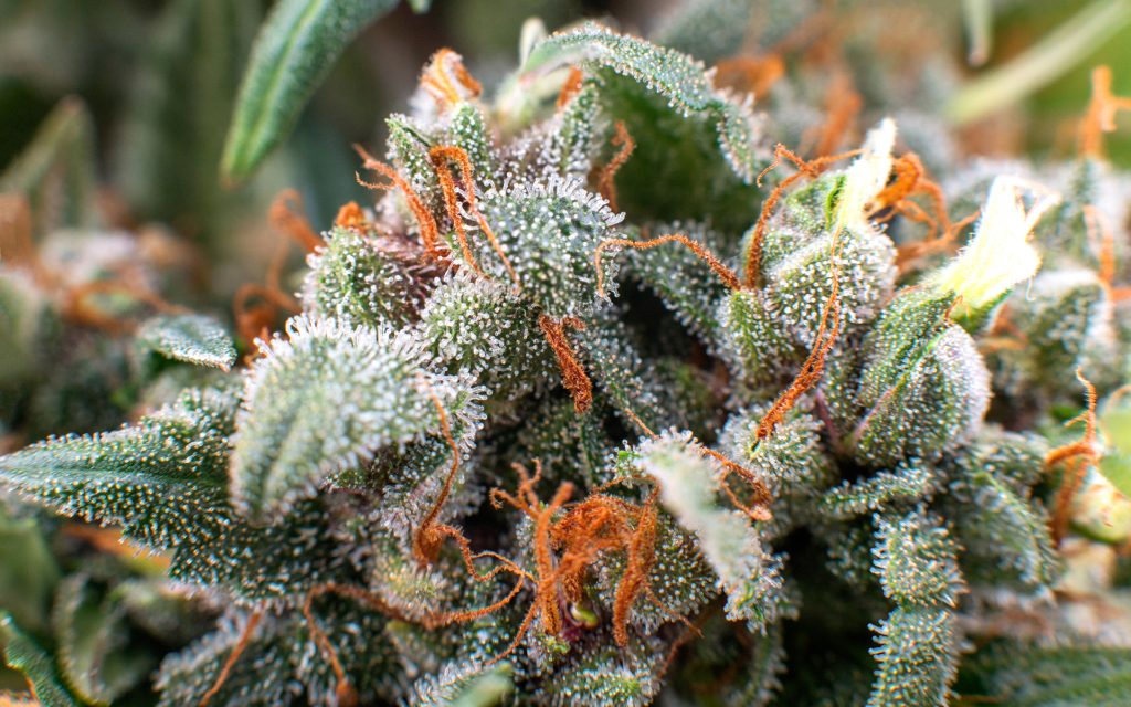 cannabis crystals trichomes, thc marijuana plant medical
