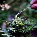 Spotting Counterfeit Delta 8 Brands: A Buyer's Checklist