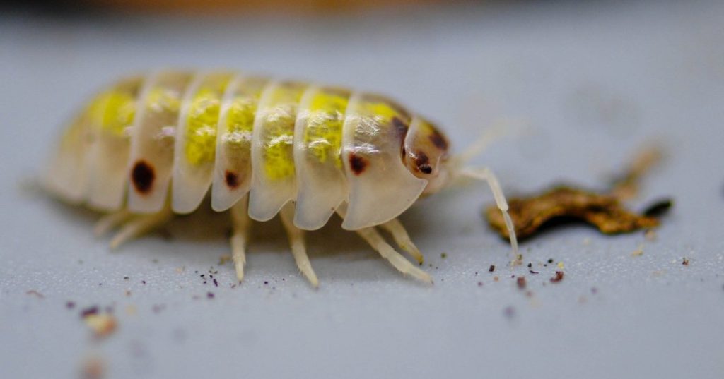 magic potion isopods 
