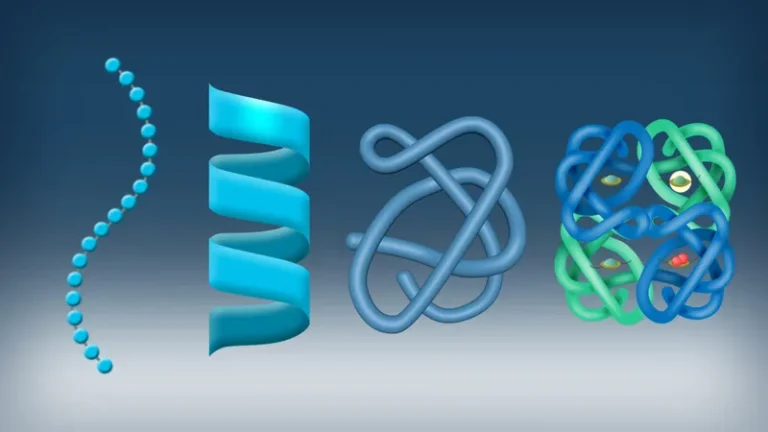 Essential Facts About Peptide Structure and Molecular Composition